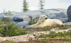 Polar bear rests along the shoreline of Hudson Bay, Canada. Art Print
